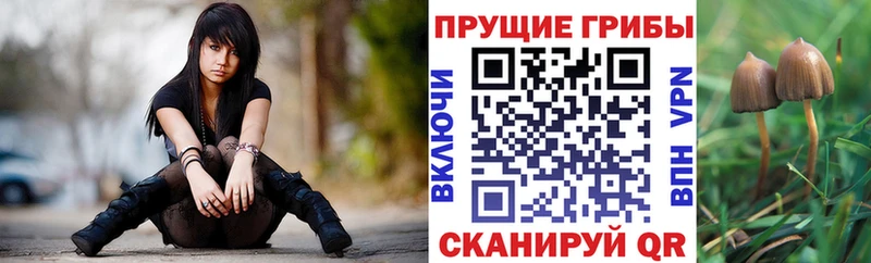 Псилоцибиновые грибы Psilocybine cubensis  Реутов 